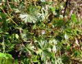 Geranium columbinum